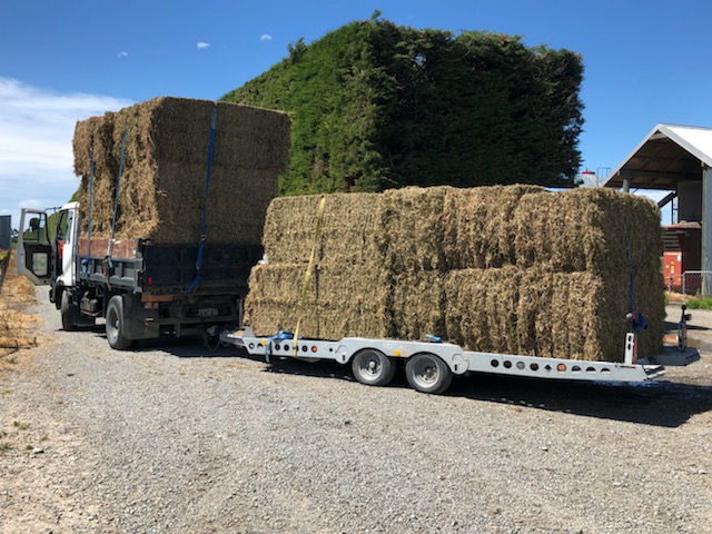 Pea Straw, Large Bales